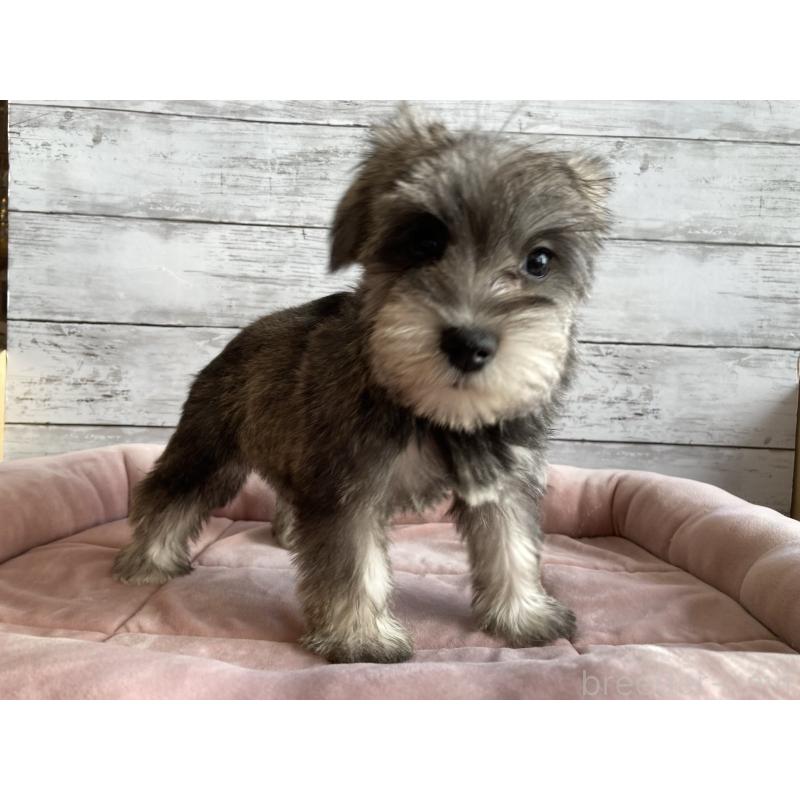 販売中の北海道のマルシュナ:マルチーズ×ミニチュアシュナウザー-422228の4枚目