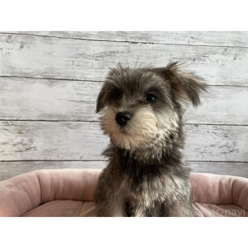 販売中の北海道のマルシュナ:マルチーズ×ミニチュアシュナウザー-422228の3枚目