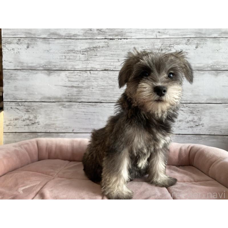 販売中の北海道のマルシュナ:マルチーズ×ミニチュアシュナウザー-422228の2枚目