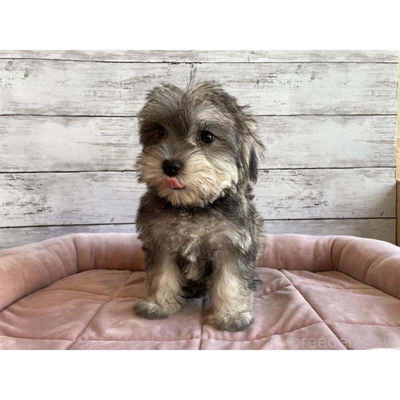 販売中の北海道のマルシュナ:マルチーズ×ミニチュアシュナウザー-423503の6枚目