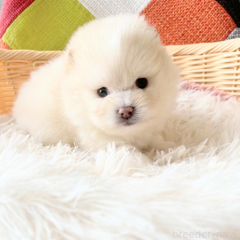 販売中の和歌山県のポメラニアン-431290の1枚目