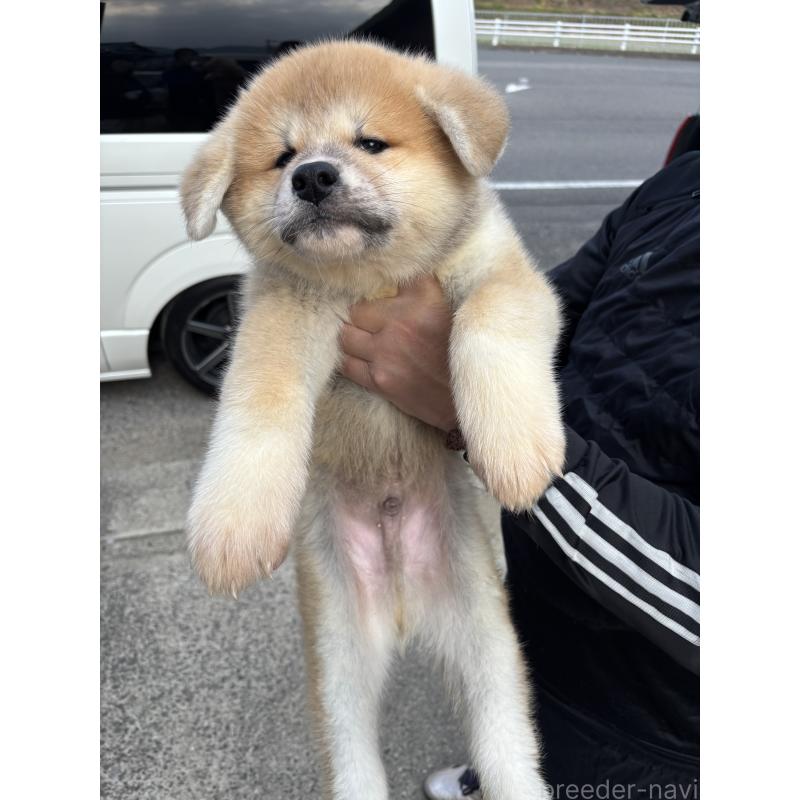 販売中の香川県の秋田犬-427107の3枚目