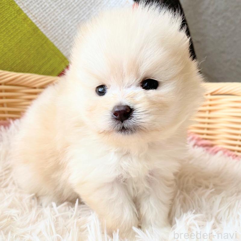 販売中の和歌山県のポメラニアン-431293