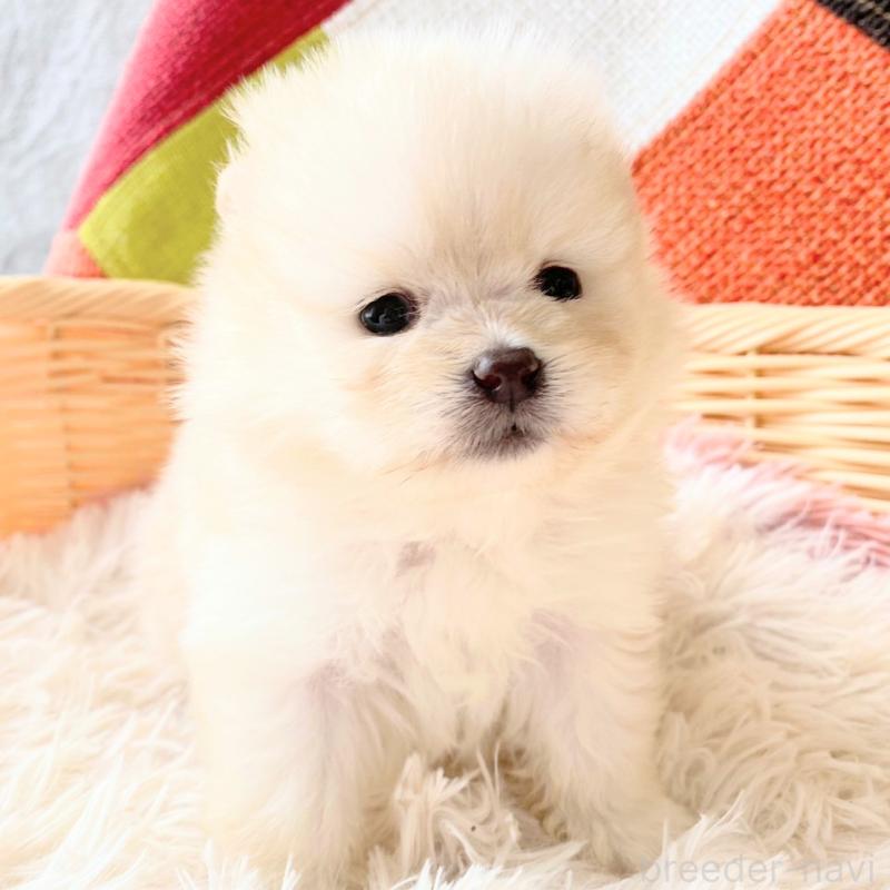 販売中の和歌山県のポメラニアン-431293の9枚目