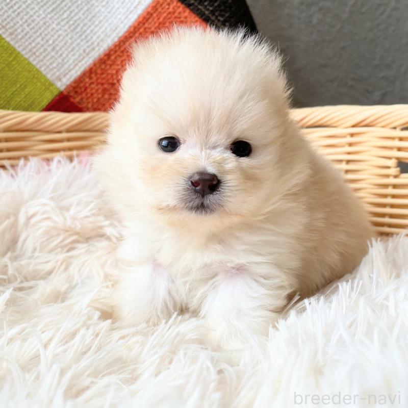 販売中の和歌山県のポメラニアン-431293の8枚目