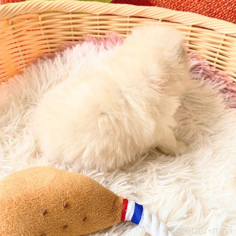 販売中の和歌山県のポメラニアン-431293の7枚目