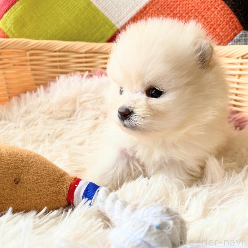 販売中の和歌山県のポメラニアン-431293の6枚目