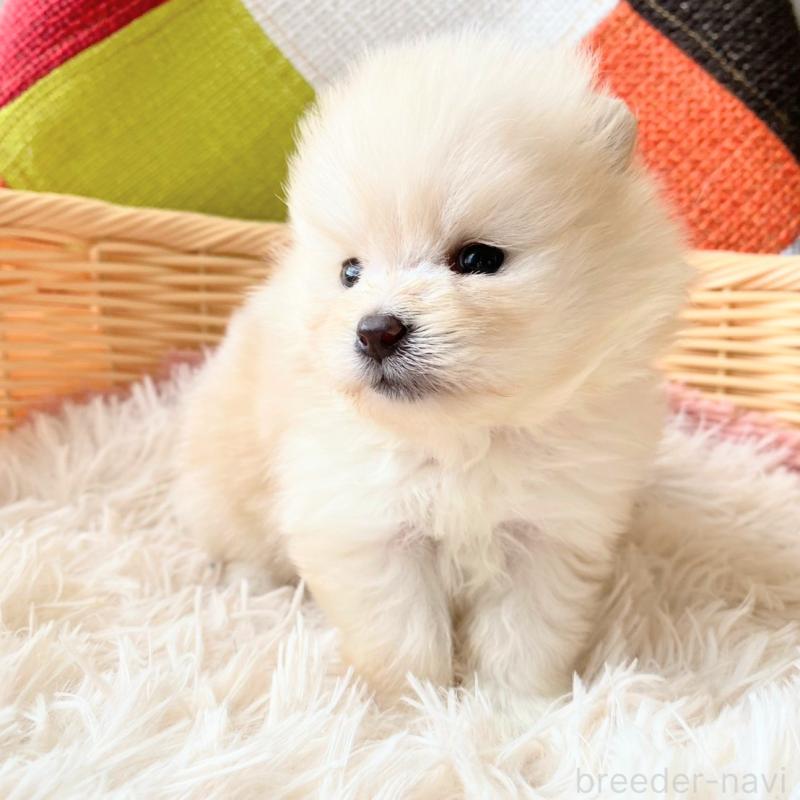 販売中の和歌山県のポメラニアン-431293の5枚目
