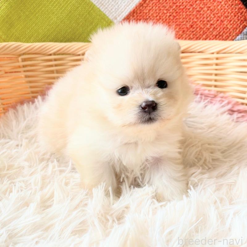 販売中の和歌山県のポメラニアン-431293の4枚目