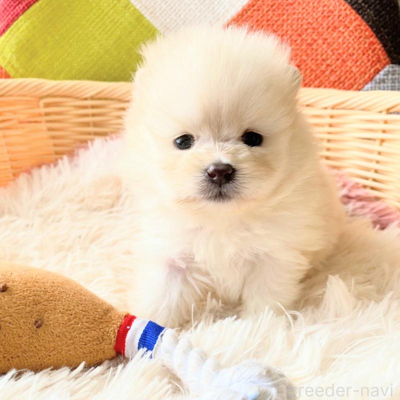 販売中の和歌山県のポメラニアン-431293の3枚目