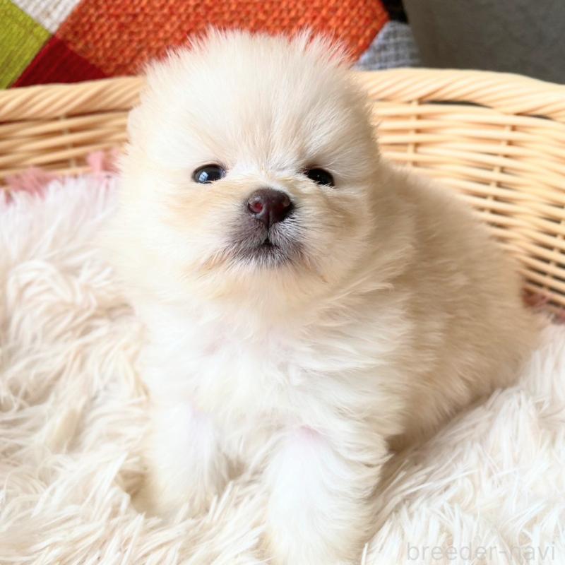 販売中の和歌山県のポメラニアン-431293の2枚目