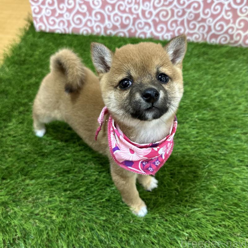 成約済の広島県の豆柴-428384の4枚目