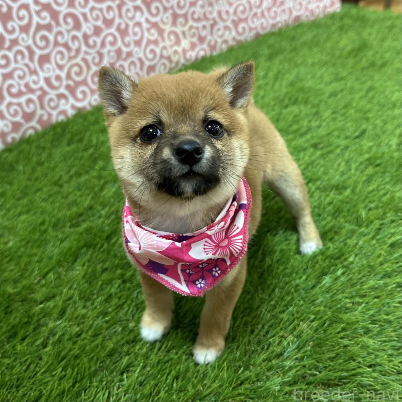 成約済の広島県の豆柴-428384の3枚目