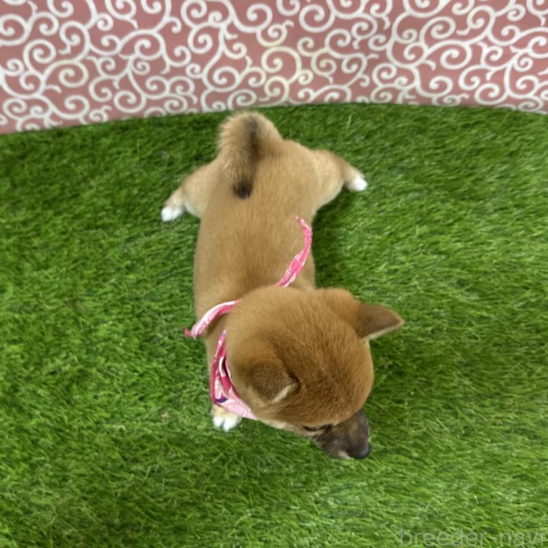 成約済の広島県の豆柴-428384の2枚目