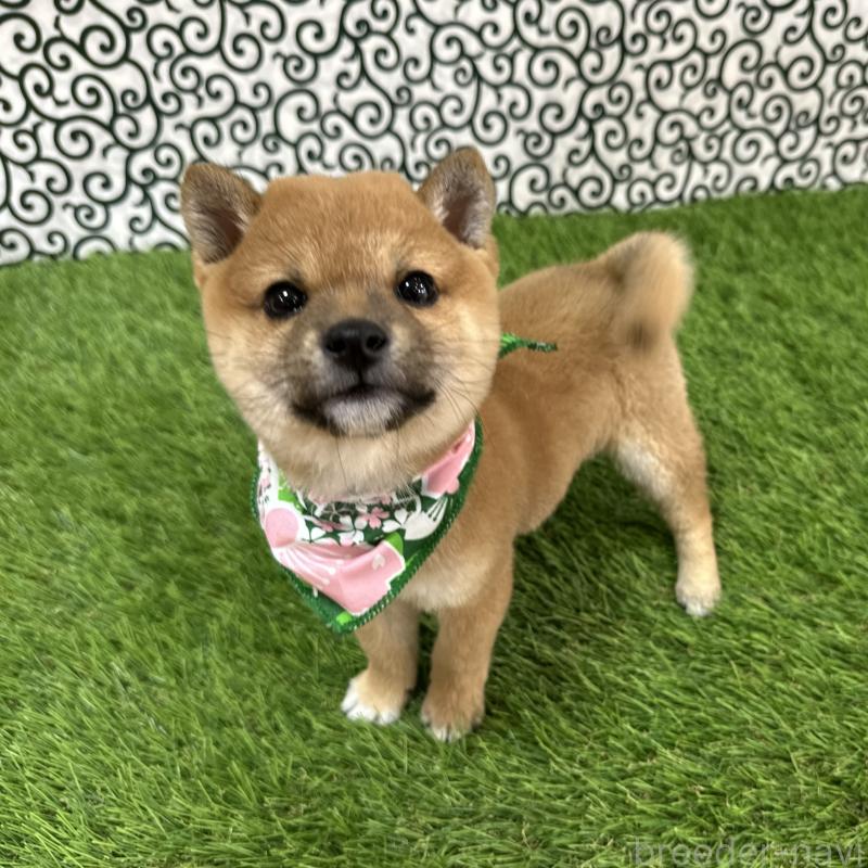 成約済の広島県の豆柴-428386の4枚目