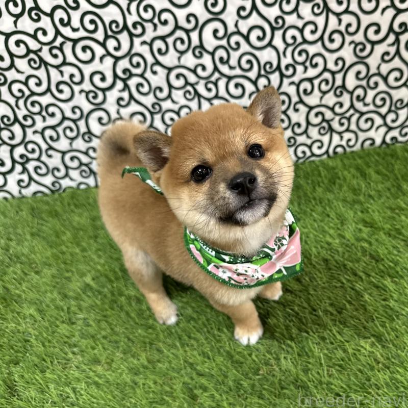 成約済の広島県の豆柴-428386の3枚目