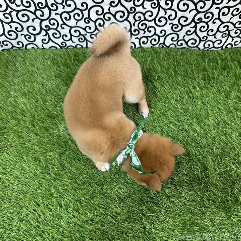 成約済の広島県の豆柴-428386の2枚目