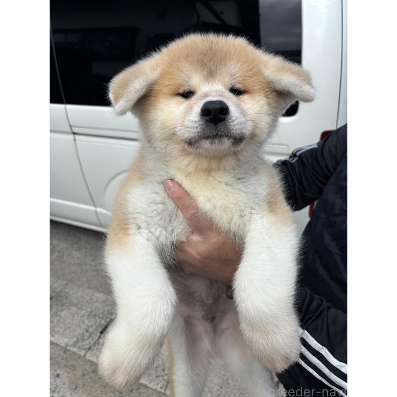 販売中の香川県の秋田犬-427096の3枚目