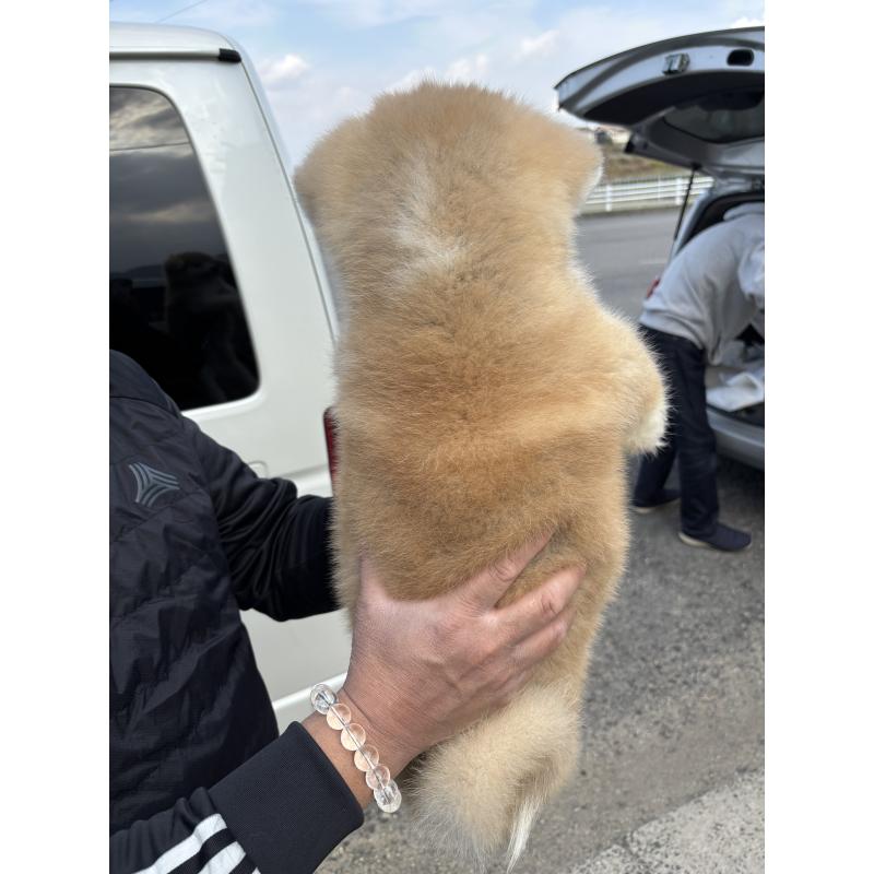 販売中の香川県の秋田犬-427096の2枚目