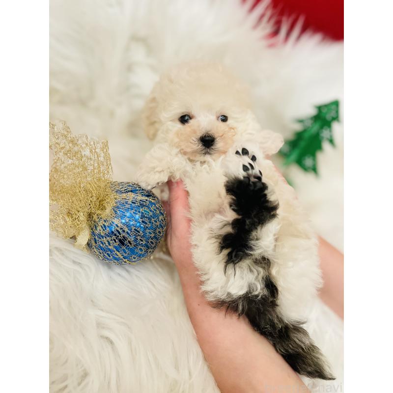 販売中の和歌山県のタイニープードル-431303の2枚目