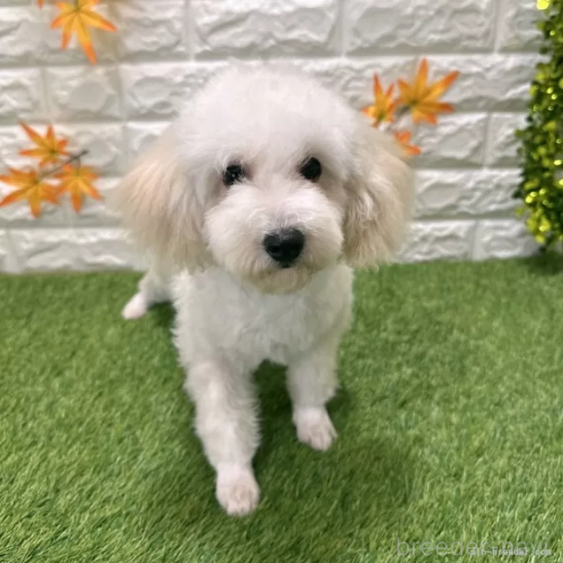 販売中の愛知県のトイプードル-413177の1枚目