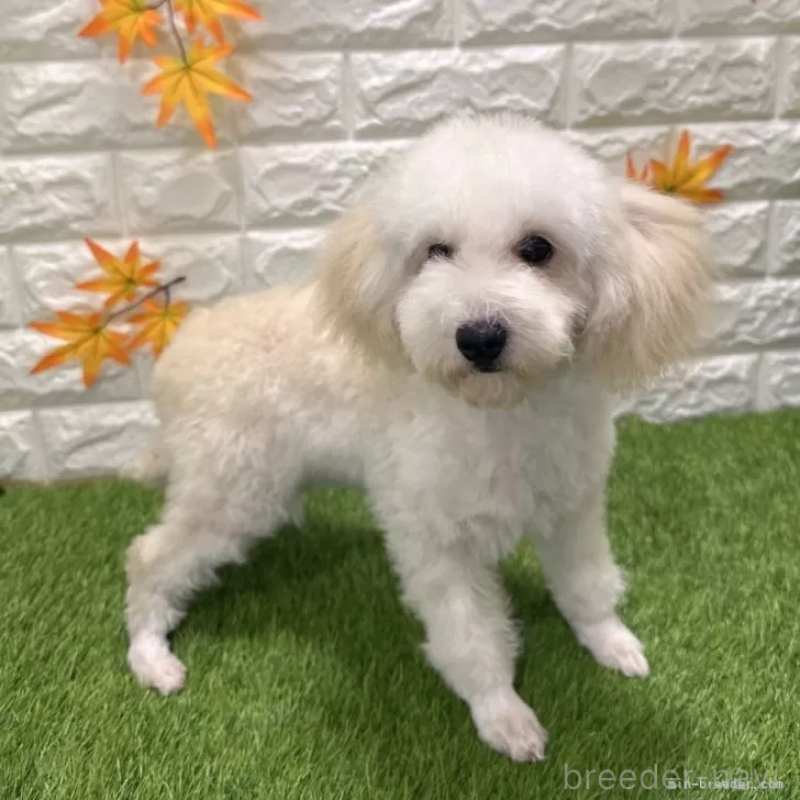 販売中の愛知県のトイプードル-413177の5枚目