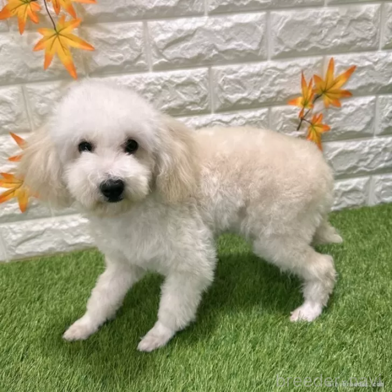 販売中の愛知県のトイプードル-413177の4枚目