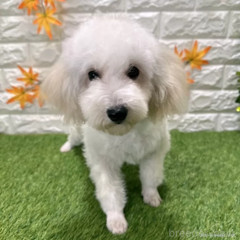 販売中の愛知県のトイプードル-413177の3枚目