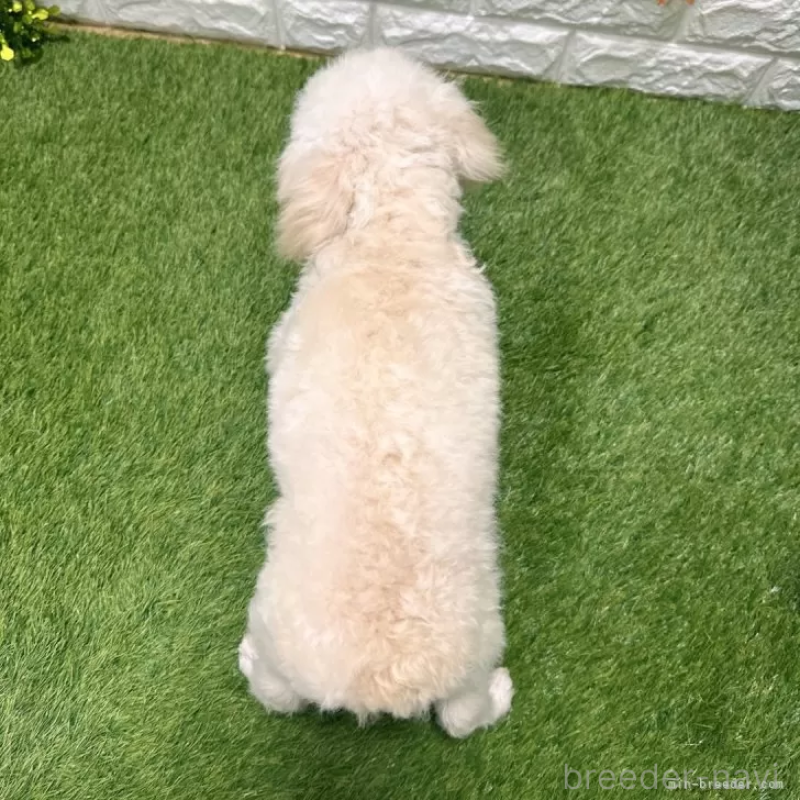 販売中の愛知県のトイプードル-413177の2枚目