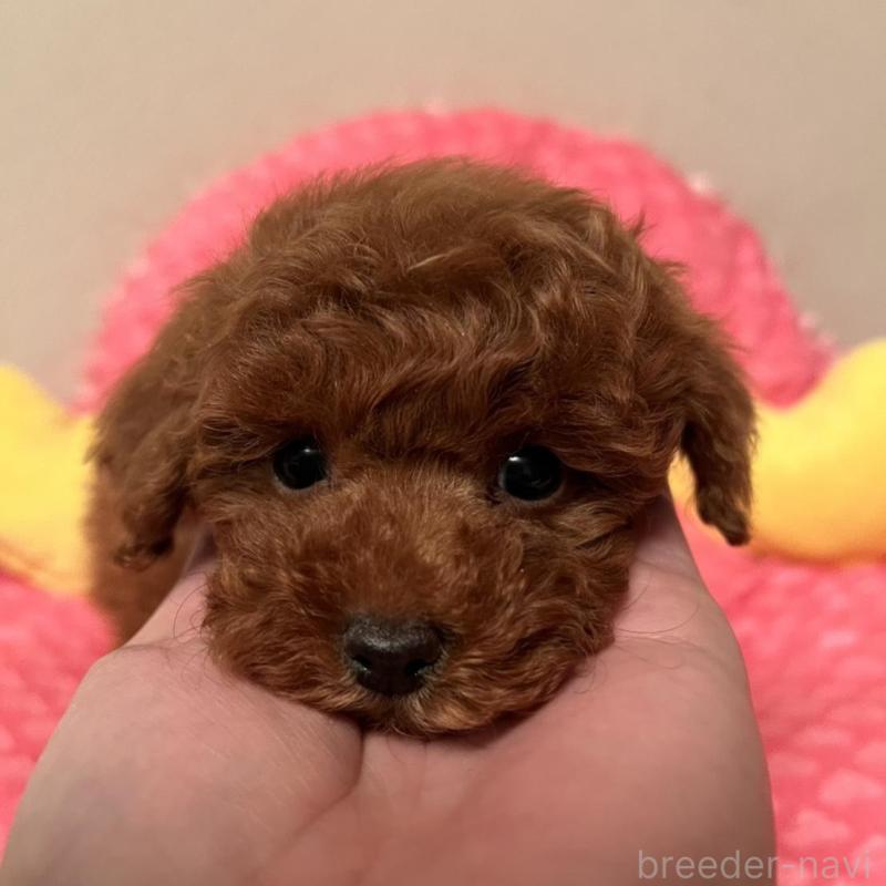 販売中の福岡県のトイプードル-431302の1枚目