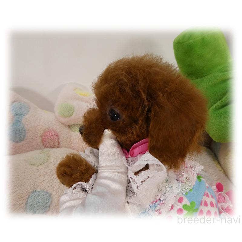 販売中の埼玉県のティーカッププードル-431297の4枚目