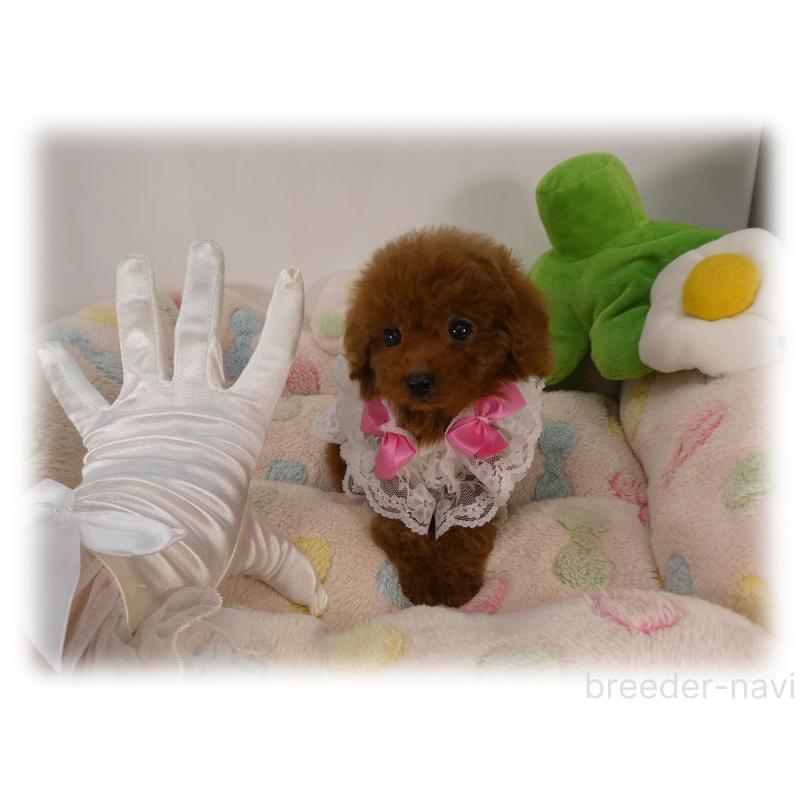 販売中の埼玉県のティーカッププードル-431297の3枚目