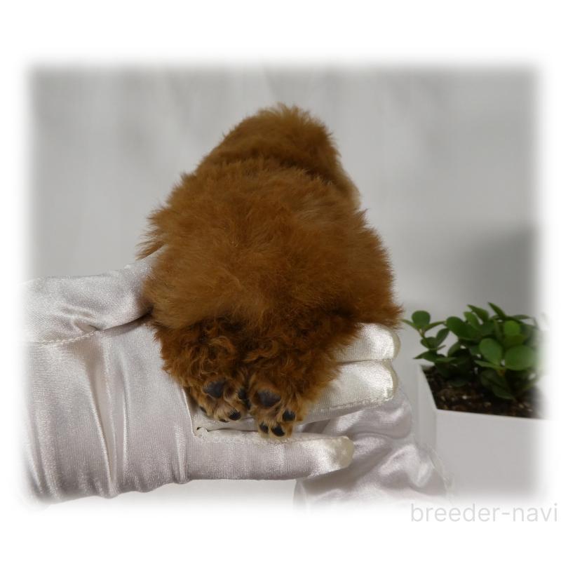 販売中の埼玉県のティーカッププードル-431298の12枚目