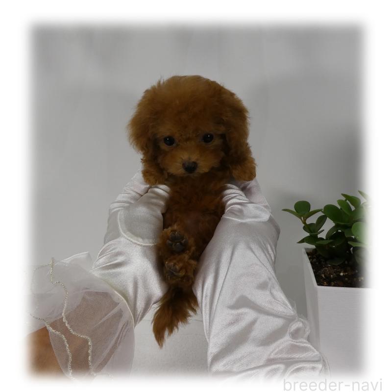 販売中の埼玉県のティーカッププードル-431298の11枚目