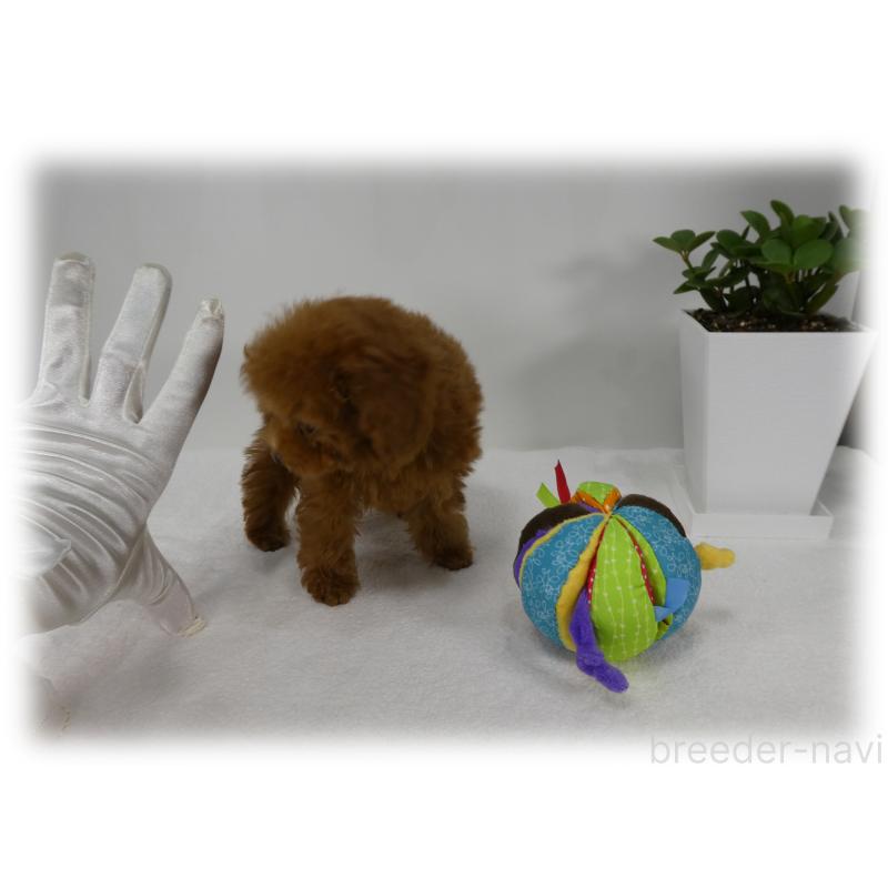 販売中の埼玉県のティーカッププードル-431298の9枚目