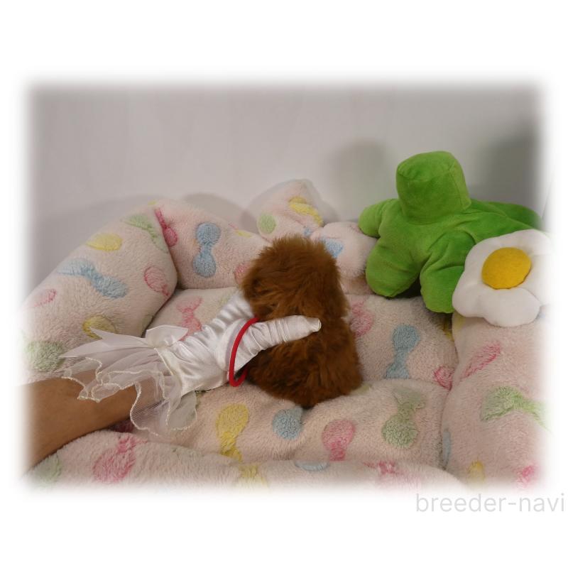 販売中の埼玉県のティーカッププードル-431298の7枚目