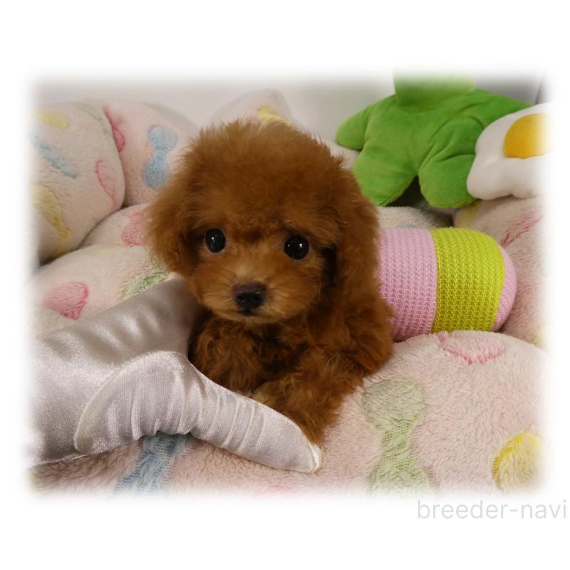 販売中の埼玉県のティーカッププードル-431298の6枚目