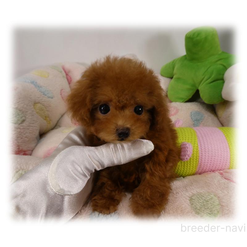 販売中の埼玉県のティーカッププードル-431298の5枚目