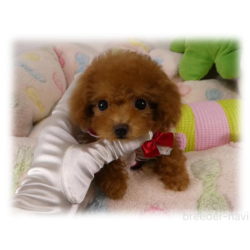 販売中の埼玉県のティーカッププードル-431298の4枚目