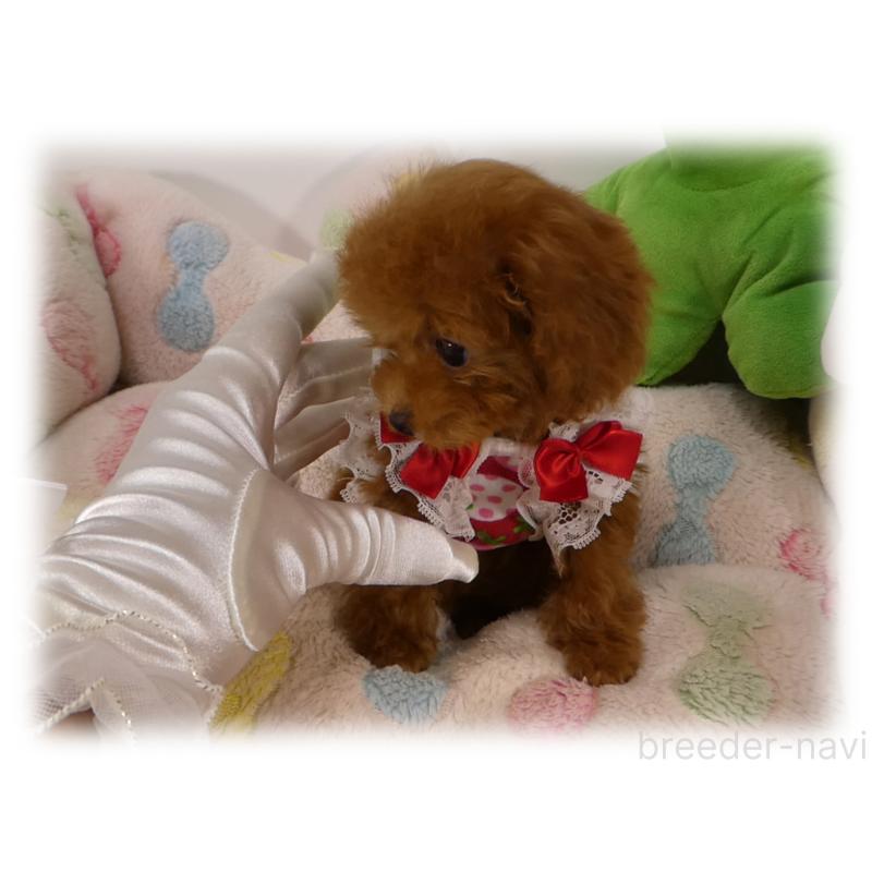 販売中の埼玉県のティーカッププードル-431298の3枚目