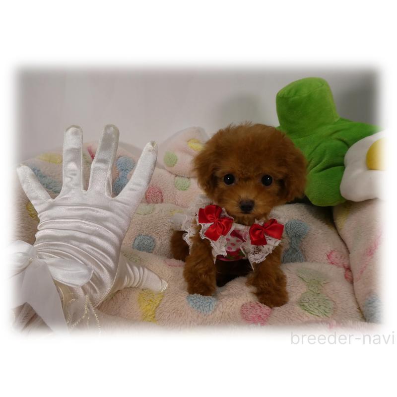 販売中の埼玉県のティーカッププードル-431298の2枚目