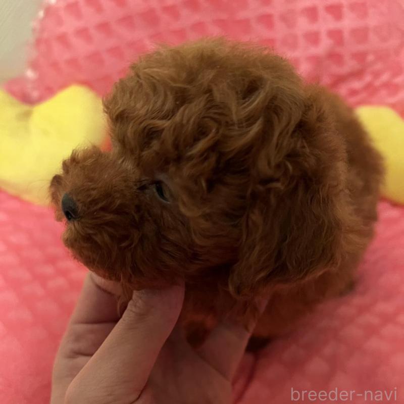販売中の福岡県のトイプードル-431302の6枚目