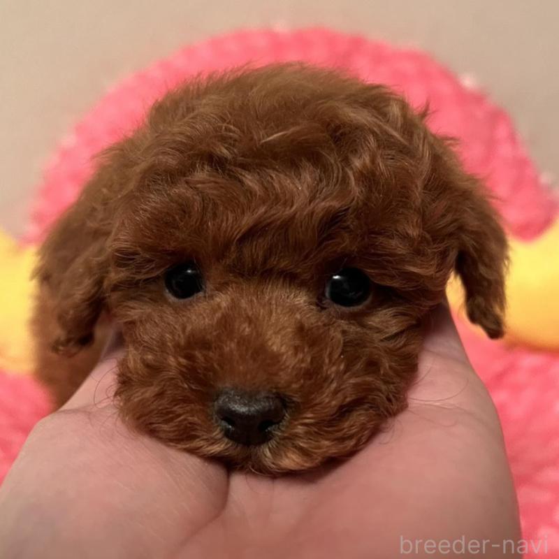 販売中の福岡県のトイプードル-431302の5枚目