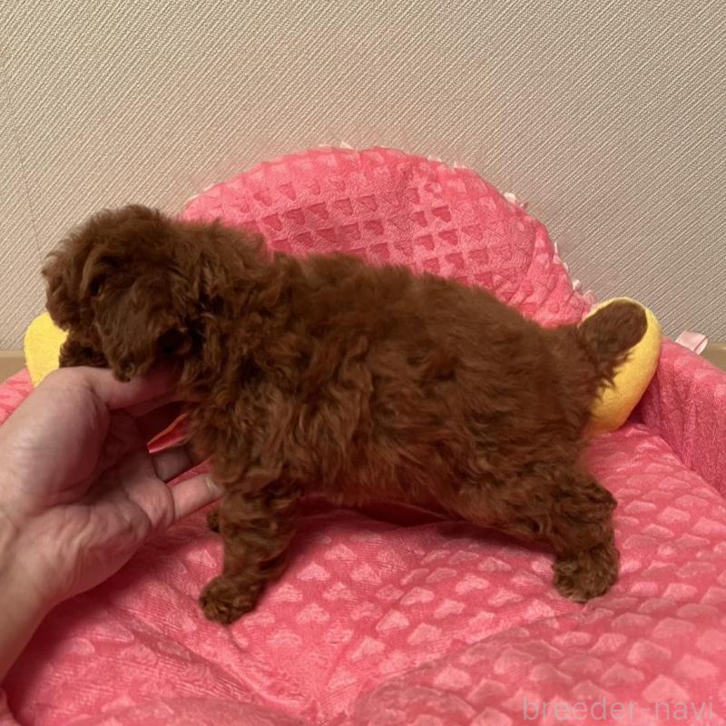 販売中の福岡県のトイプードル-431302の4枚目