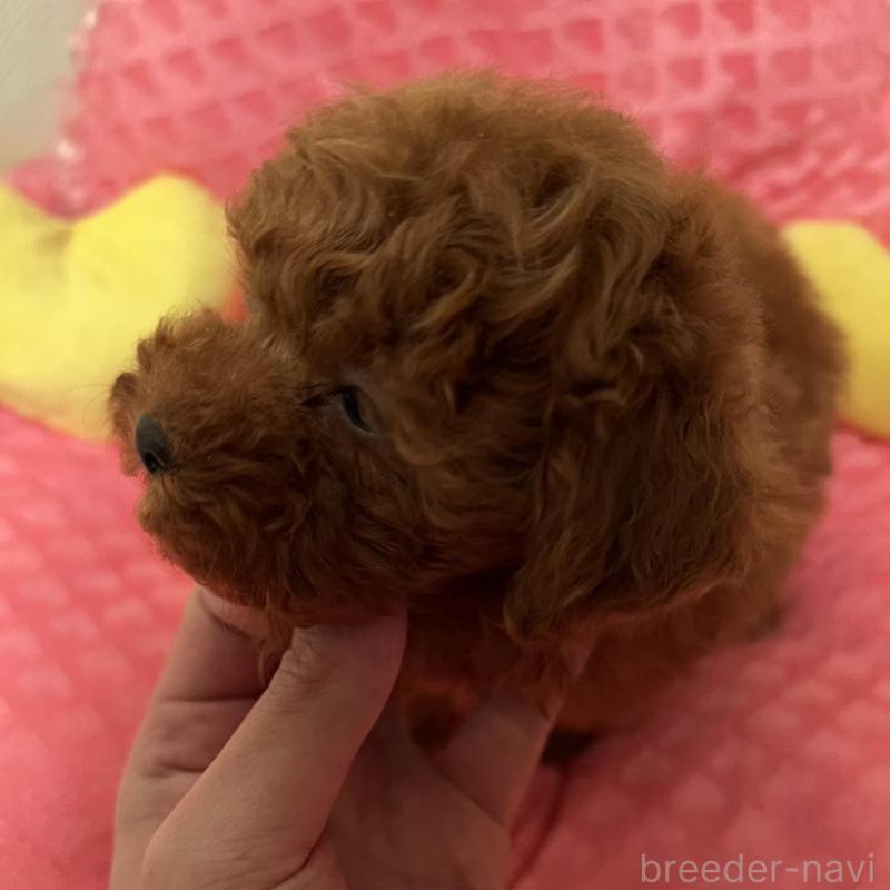 販売中の福岡県のトイプードル-431302の3枚目