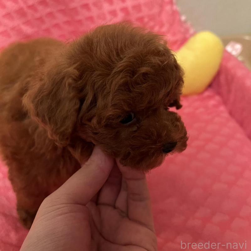 販売中の福岡県のトイプードル-431302の2枚目