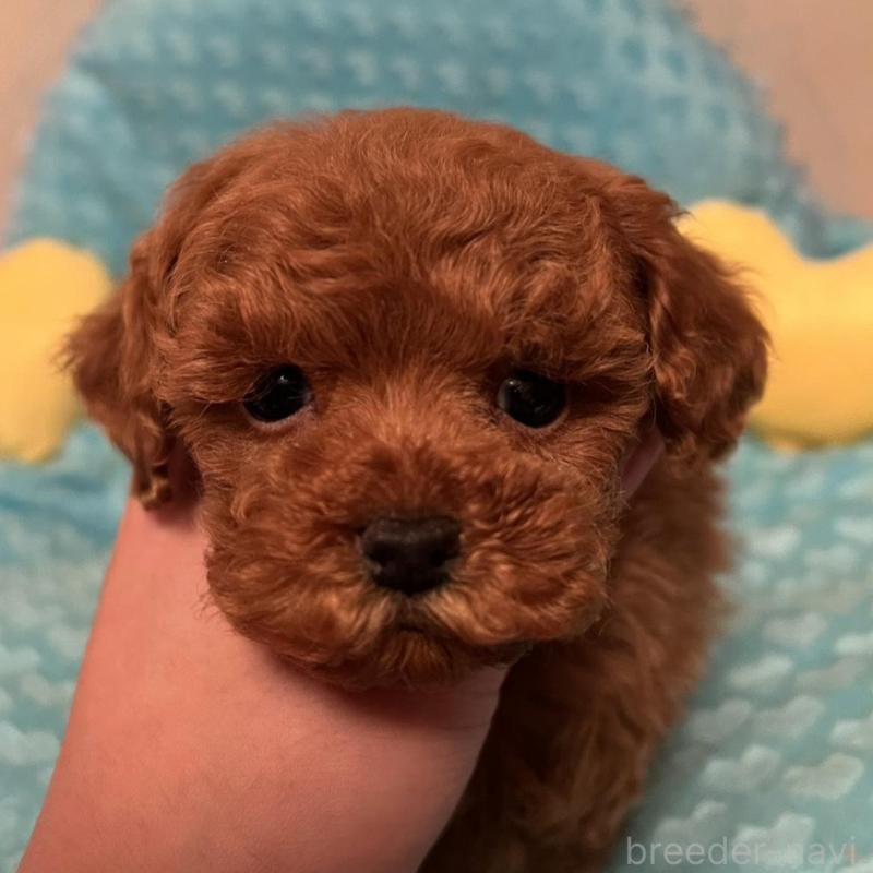 販売中の福岡県のトイプードル-431304