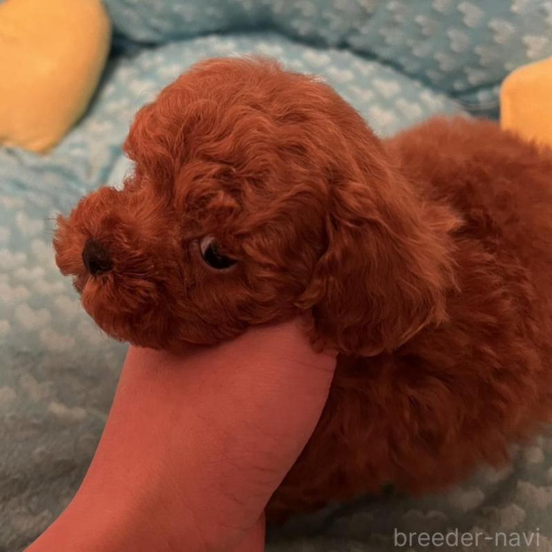 販売中の福岡県のトイプードル-431304の6枚目