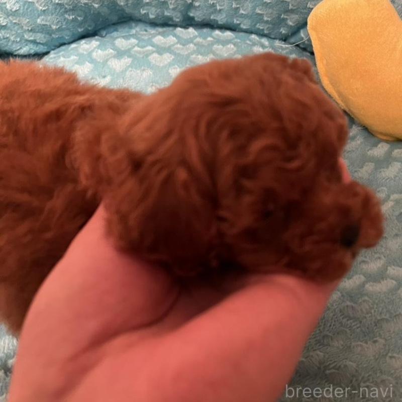 販売中の福岡県のトイプードル-431304の5枚目