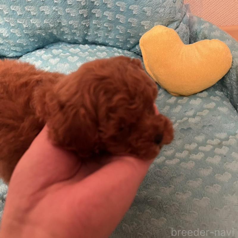 販売中の福岡県のトイプードル-431304の4枚目